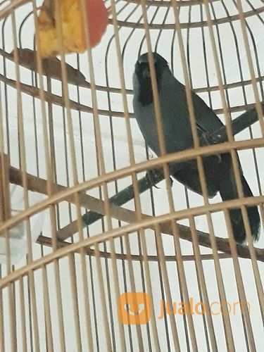 Poksay Hongkong Pipi Hitam Gacor Bodi Big