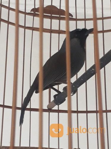 Poksay Hongkong Pipi Hitam Gacor Bodi Big