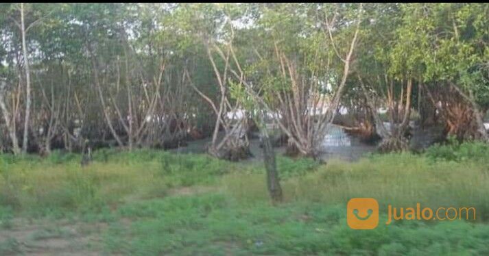 Tanah Invest 3.420 Ha - Ddls. Sedari Karawang