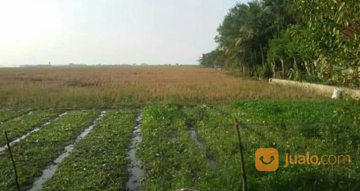 Tanah Invest 3.420 Ha - Ddls. Sedari Karawang