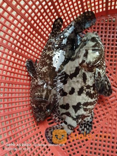 Bibit Ikan Kerapu Cantang Dan Cantik 081236232495