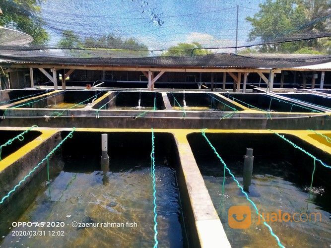 Bibit Ikan Kerapu Cantang Dan Cantik 081236232495