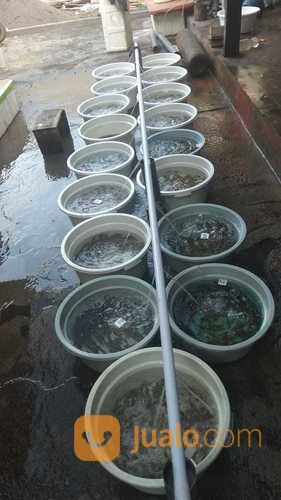 Bibit Ikan Kerapu Cantang Dan Cantik 081236232495