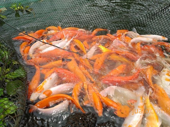 Ikan Mas Merah Bader Najawa