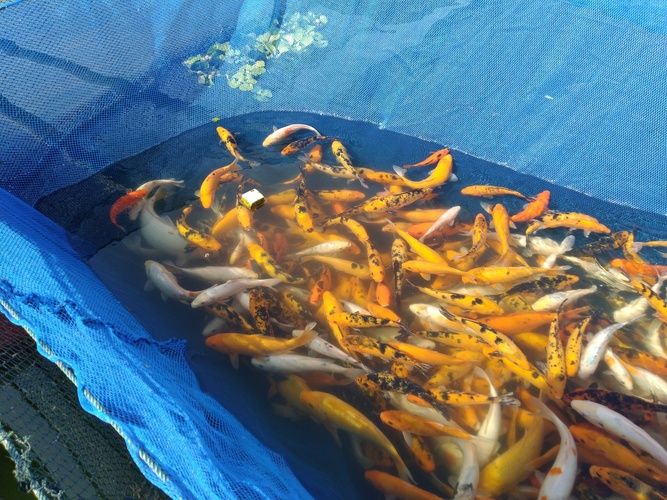 Ikan Mas Merah Bader Najawa