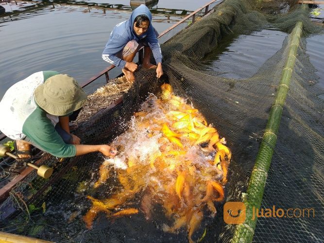 Ikan Mas Merah Bader Najawa