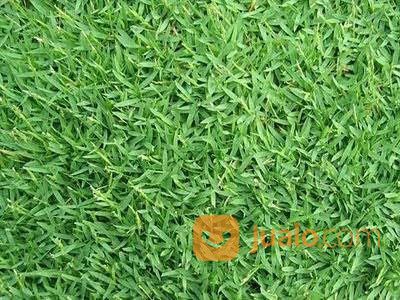 Rumput Zoysia Matrella (Lapangan Sepakbola)