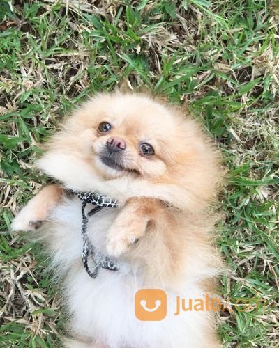 Mini Pom Betina Dewasa Female Size Kecil No Poodle Chihuahua Pug