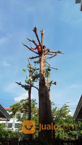 Jasa Tebang Pohon Surabaya,Sidoarjo Dan Gresik