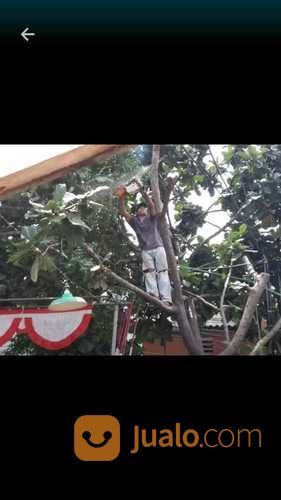 Jasa Tebang Pohon Surabaya,Sidoarjo Dan Gresik