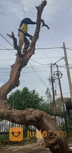 Jasa Tebang Pohon Surabaya,Sidoarjo Dan Gresik