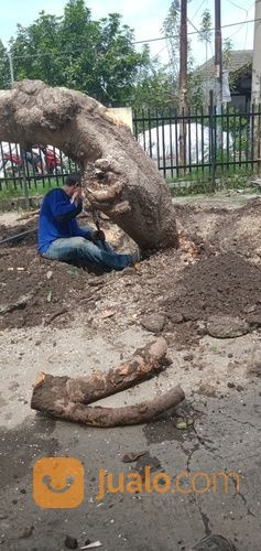 Jasa Tebang Pohon Surabaya,Sidoarjo Dan Gresik