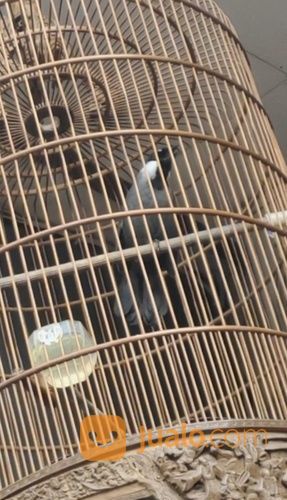 Poksay Hongkong Jinak Gacoran Banyak Isian