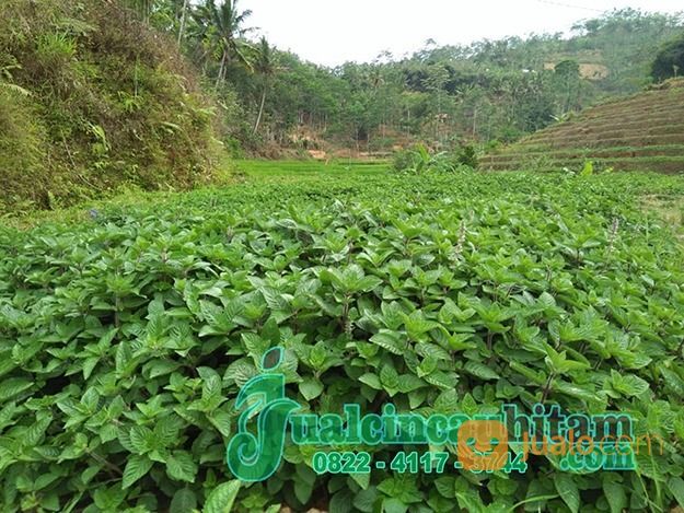 Supplier Daun Cincau Hitam Kering Kirim Ke Sidoarjo