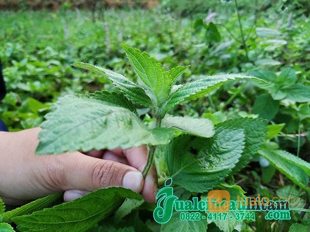 Supplier Daun Cincau Hitam Kering Kirim Ke Jakarta Selatan