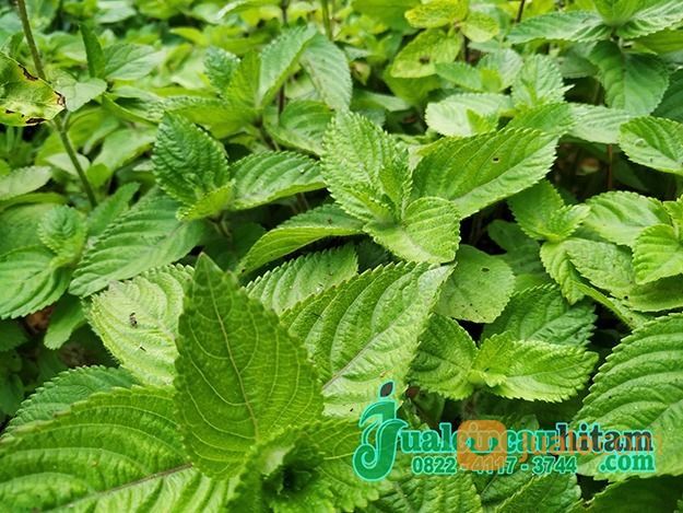 Supplier Daun Cincau Hitam Kering Kirim Semarang Termurah