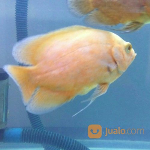 Oscar Paris Albino Import Thailand 15cm
