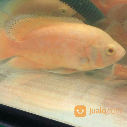 Oscar Paris Albino Import Thailand 15cm