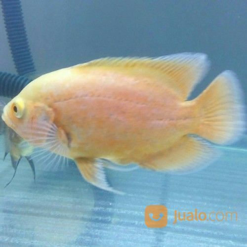 Oscar Paris Albino Import Thailand 15cm