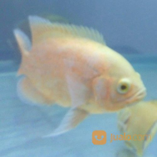 Oscar Paris Albino Import Thailand 15cm