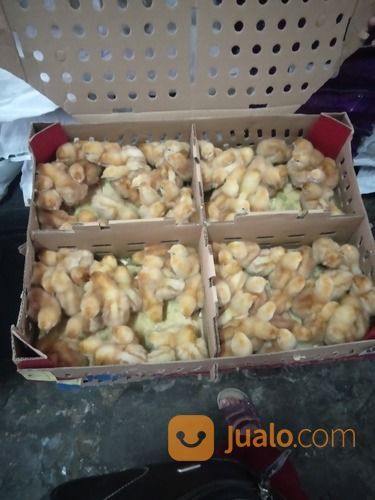 Bibit/ DOC Ayam Petelur.