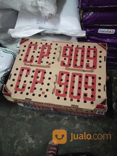 Bibit/ DOC Ayam Petelur.