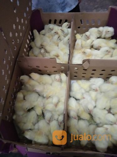 Bibit/DOC AYAM Potong/Broiler