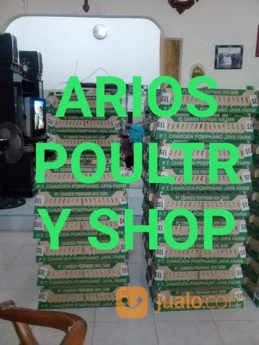 Bibit/DOC AYAM Potong/Broiler