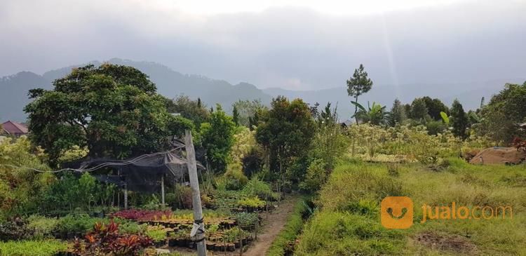 Lahan Pekarangan Cocok Buat Vila Dan Hunian