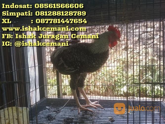 Ayam Tukung Legendaris Warna Jali Unik Antik Dan Super Sangat Langka