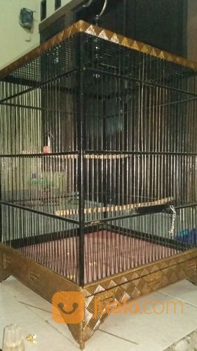 Kandang Cucak Rowo Ukuran 50x50x65cm
