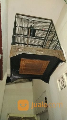 Kandang Cucak Rowo Ukuran 50x50x65cm