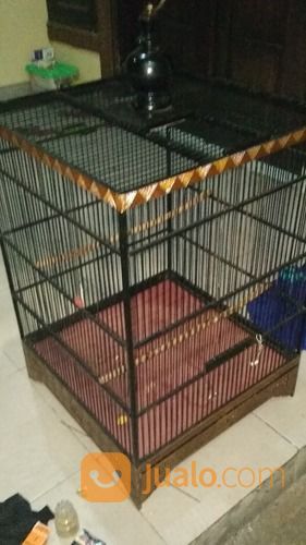 Kandang Cucak Rowo Ukuran 50x50x65cm
