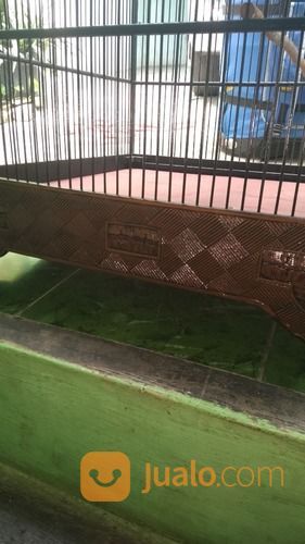 Kandang Cucak Rowo Ukuran 50x50x65cm