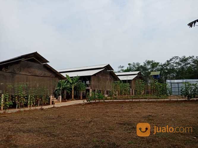 Peternakan Ayam Petelur Semi Permanen Modern Cianjur