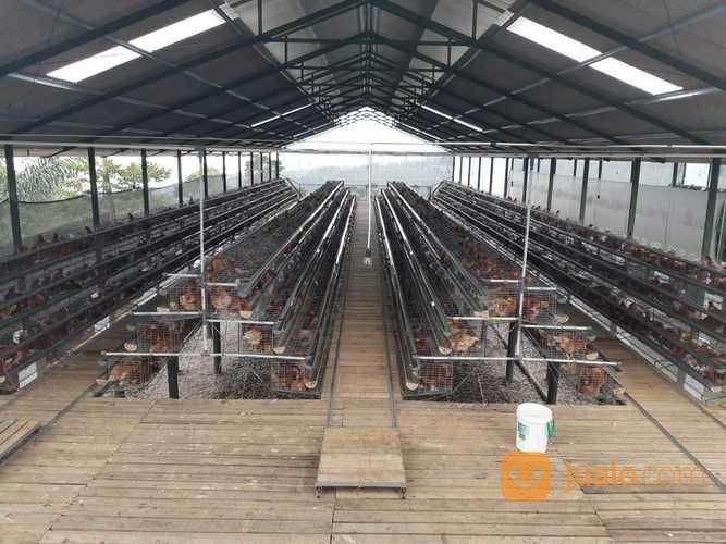 Peternakan Ayam Petelur Semi Permanen Modern Cianjur