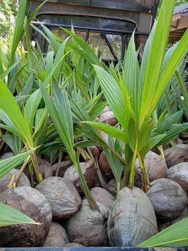 Bibit Tanaman Kelapa Kopyor Kualitas Unggul - Siap Tanam