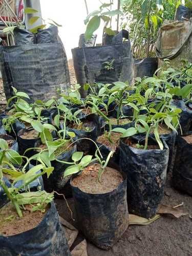 Bibit Tanaman Vanili Unggul Siap Tanam