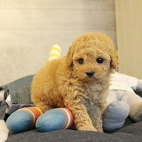 Anakan Anjing Poodle