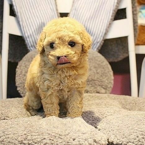 Anakan Anjing Poodle