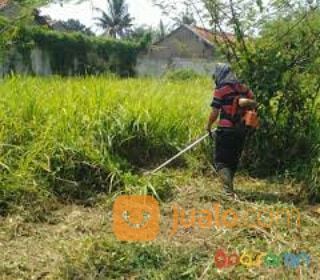 Jasa Potong Rumput Dan Pohon Area Kota Banda Aceh Hub 081360395381