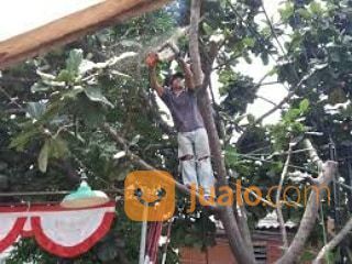 Jasa Potong Rumput Dan Pohon Area Kota Banda Aceh Hub 081360395381