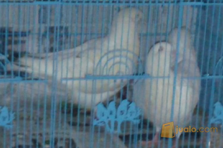 jual sepasang merpati king u super