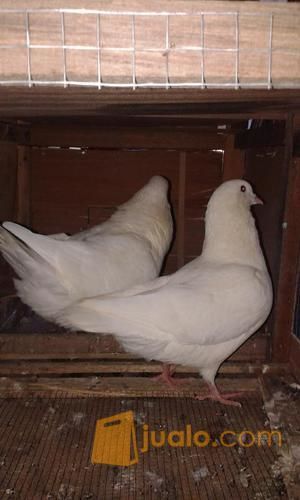 jual sepasang merpati king u super