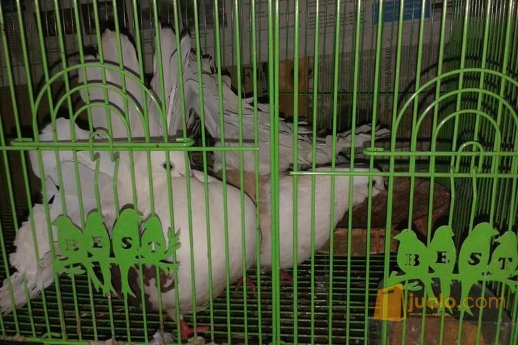 jual sepasang merpati king u super