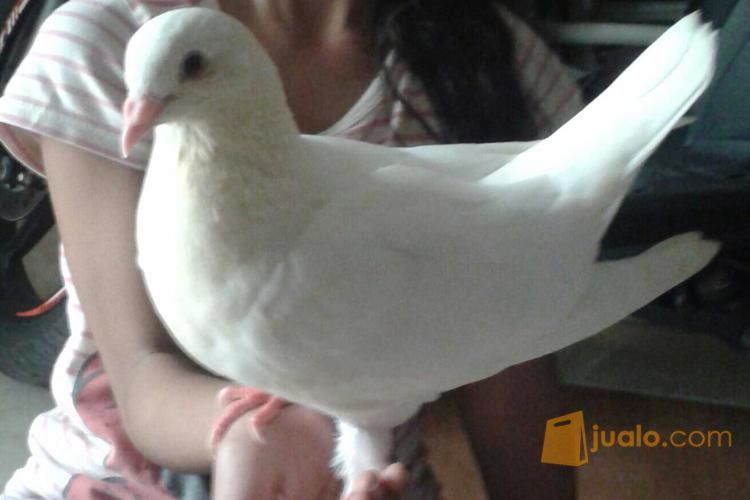 jual sepasang merpati king u super
