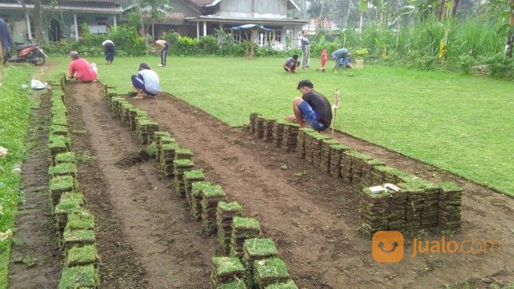 Rumput Jepang Mojokerto Rumput Taman Mojokerto
