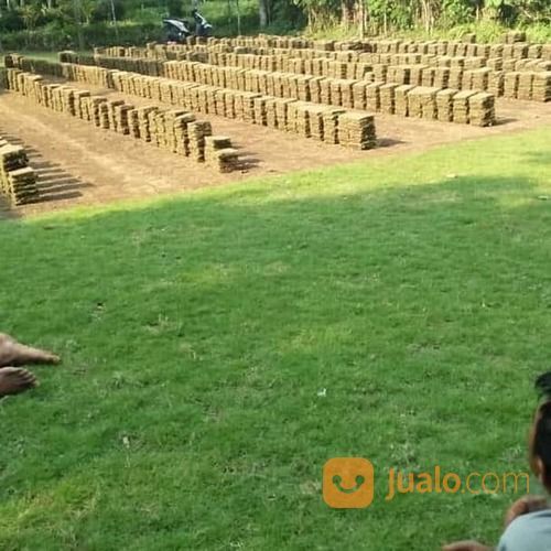 Rumput Jepang Mojokerto Rumput Taman Mojokerto