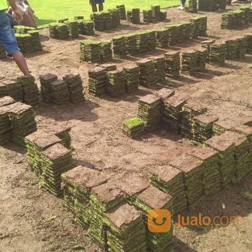 Rumput Jepang Mojokerto Rumput Taman Mojokerto