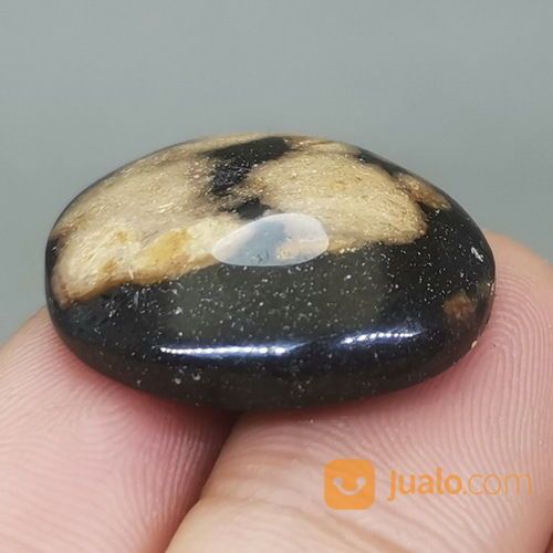Batu Fosil Galih Kelor Asli